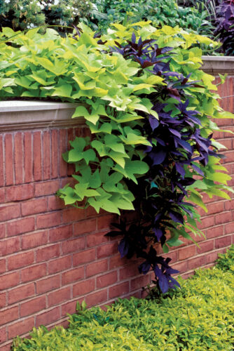 Flowers of Every Hue